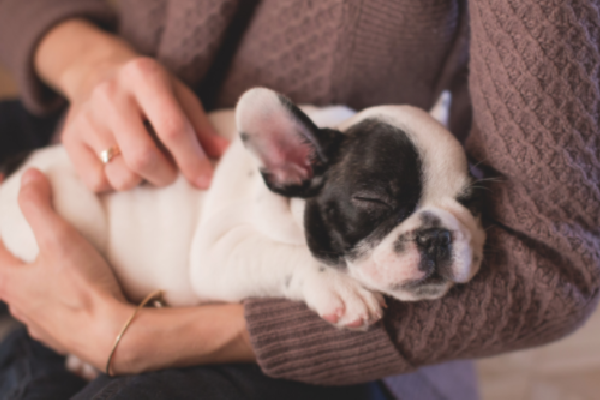 寵物當道，探討寵物信託之法律可行性？